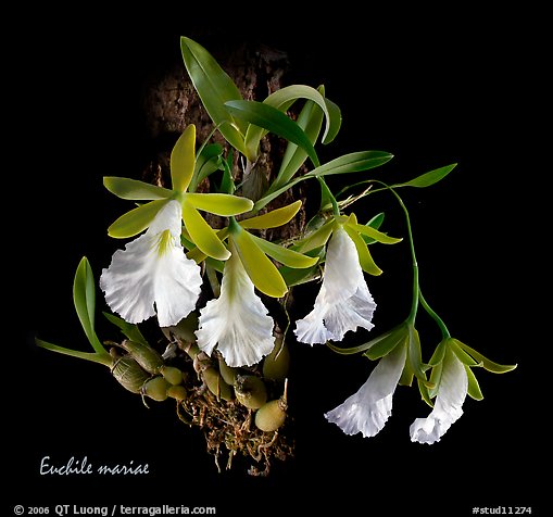 Euchile mariae. A species orchid (color)