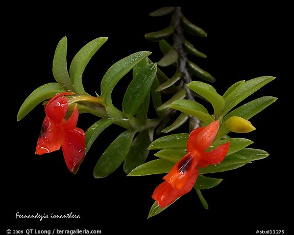 Fernandezia ionantha. A species orchid