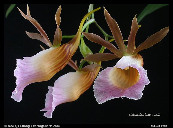 Galeandra batermanii. A species orchid