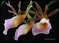 Galeandra batermanii. A species orchid (color)