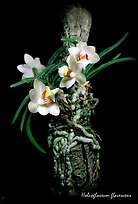 Holcoglossum flavescens. A species orchid (color)