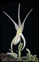 Homalopetallum pumilio. A species orchid (color)