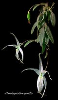 Homalopetalum pumilio. A species orchid
