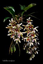 Inobulbon munificum. A species orchid
