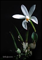 Laelia fournieri. A species orchid (color)