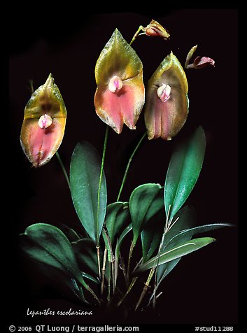 Lepanthes escobariana. A species orchid