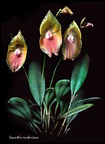 Lepanthes escobariana. A species orchid ( color)