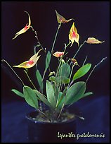 Lepanthes guatalamensis. A species orchid (color)