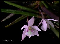Leptotes tenuis. A species orchid ( color)