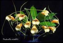 Masdevallia strobelii. A species orchid (color)
