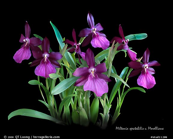 Miltonia spectabilis v. Morelliana. A species orchid (color)