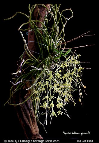 Mystacidium gracile. A species orchid