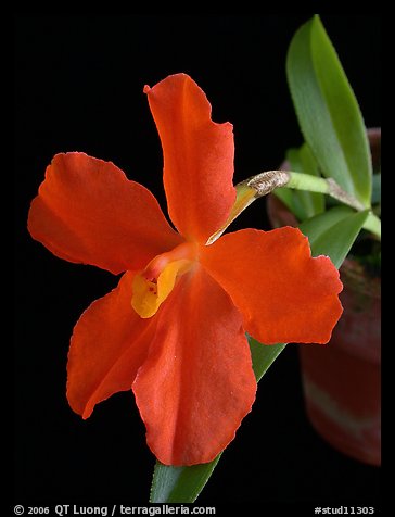 Neocogniaxia hexaptera. A species orchid (color)