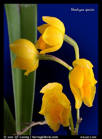 Neodryas species. A species orchid