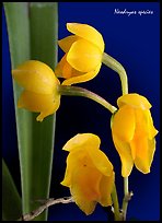 Neodryas species. A species orchid (color)
