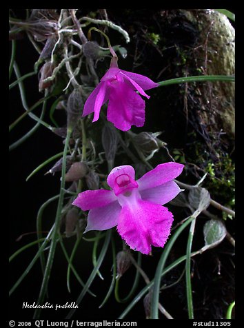 Neolauchia puchella. A species orchid (color)