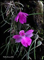 Neolauchia puchella. A species orchid (color)