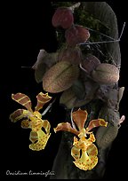 Oncidium limingheii. A species orchid