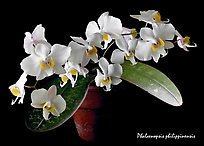 Phalaenopsis philippinensis. A species orchid (color)