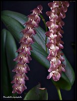 Pleurothallis dentipetalla. A species orchid ( color)