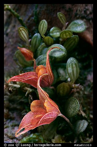 Pleurothallis dressleri. A species orchid