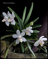 Pteroceras semiteretifolium. A species orchid ( color)