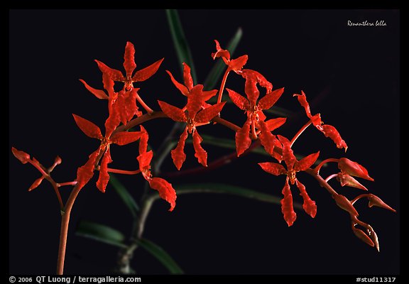 Renanthera bella. A species orchid