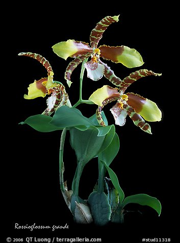 Rossioglossum grande. A species orchid