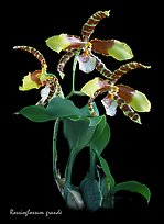 Rossioglossum grande. A species orchid ( color)