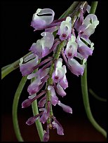Schoenorchis juncifolia. A species orchid (color)