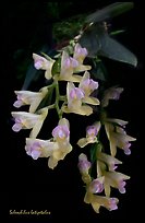 Scleochilus latipetalus. A species orchid (color)