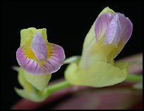 Scleochilus latipetalus. A species orchid