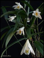 Sobralia allenii. A species orchid ( color)