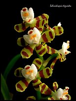 Solinidiopsis tigriodes. A species orchid (color)