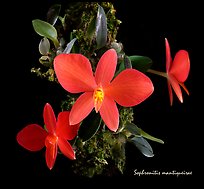 Sophronitis mantiquerae. A species orchid ( color)