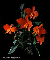 Sophronitis pygmaea. A species orchid (color)