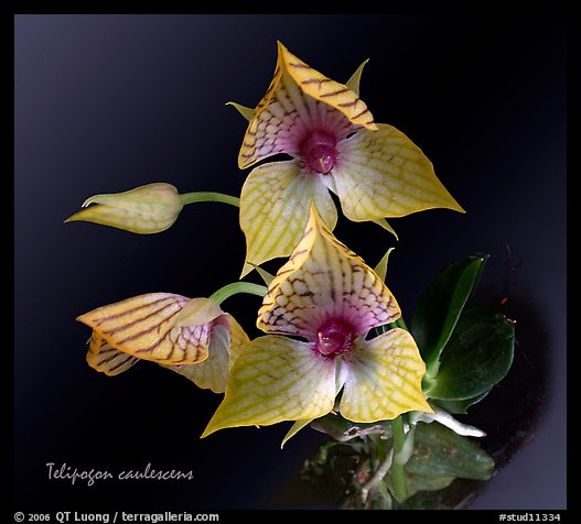 Telipogon caulescens. A species orchid