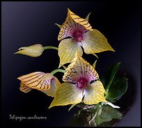 Telipogon caulescens. A species orchid ( color)