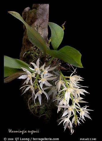 Picture/Photo: Warmingia eugeneii. A species orchid