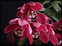Cymbidium Cherry Cola. A hybrid orchid (color)