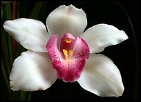 Cymbidium Cleo Sherman 'Danielle'. A hybrid orchid (color)