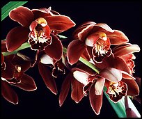 Cymbidium Crackerjack 'Midnight Magic'. A hybrid orchid (color)
