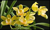 Cymbidium Del's Delight 'Andrea'. A hybrid orchid (color)