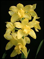 Cymbidium Enzan Delight 'Fluorish'. A hybrid orchid (color)