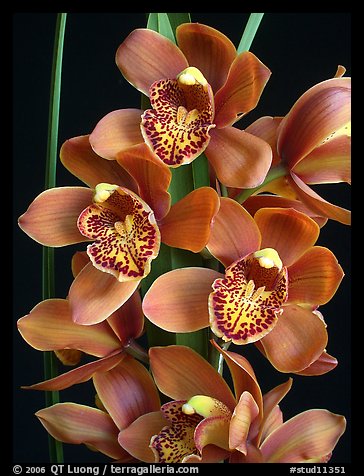 Cymbidium Enzan Forest 'Majolica'. A hybrid orchid (color)