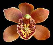 Cymbidium Enzan Forest 'Majolica' Flower. A hybrid orchid (color)