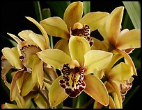 Cymbidium Hybrid. A hybrid orchid (color)