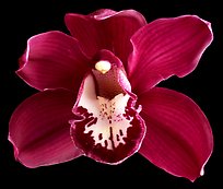 Cymbidium Lady Fire 'Red Angelica'. A hybrid orchid (color)