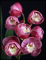 Cymbidium Lucky Gloria 'Fukunokami'. A hybrid orchid (color)