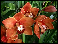 Cymbidium Mighty Sunset 'Annabelle'. A hybrid orchid (color)